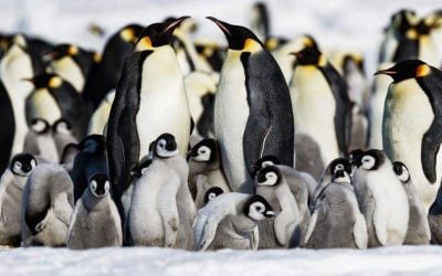 Penguins-Quark-Expeditions-1482x635-op Penguins-Quark-Expeditions-1482x635-op